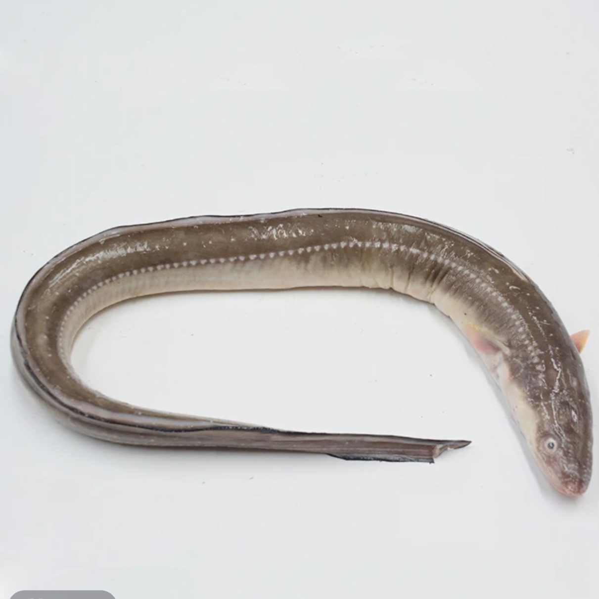 七星鳗（4斤6条左右）速冻后发货