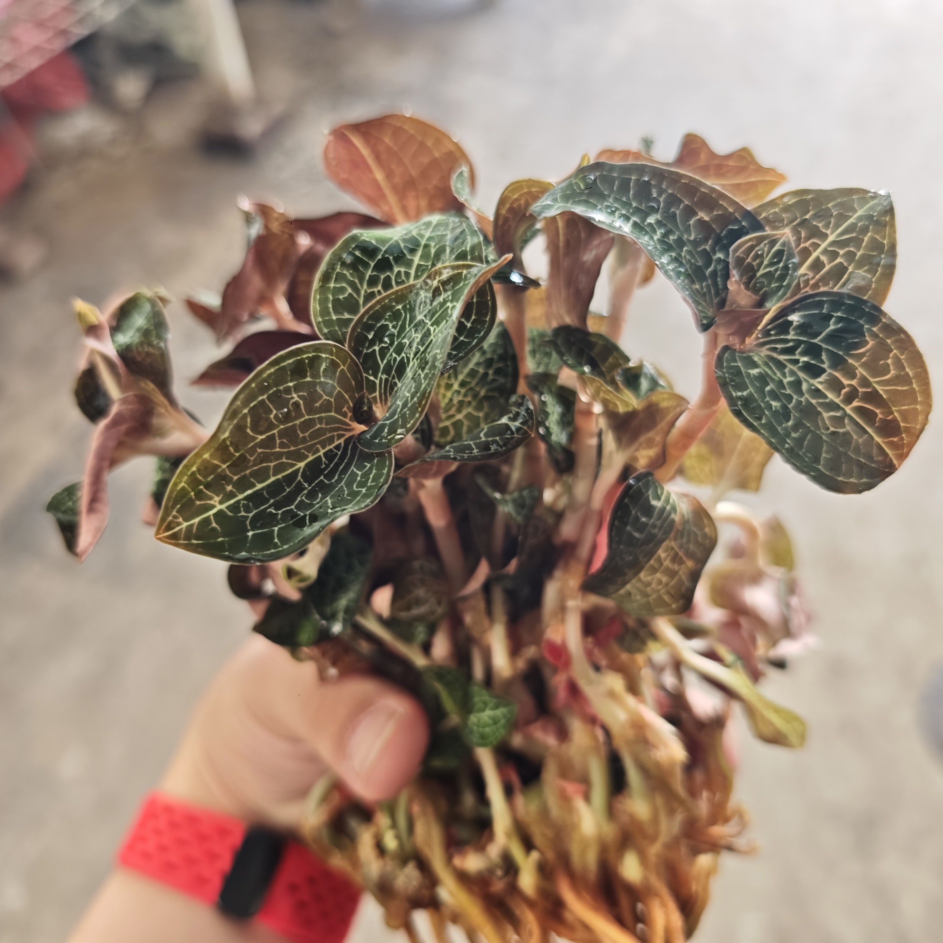 福建林下金线莲种植新鲜盆栽