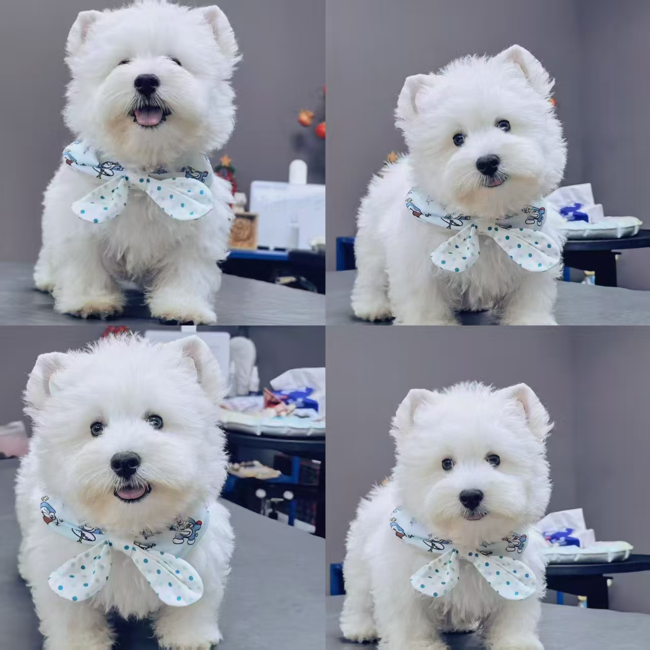 【北京和气犬舍】西高地（一物一拍）家庭宠物狗狗可爱幼犬