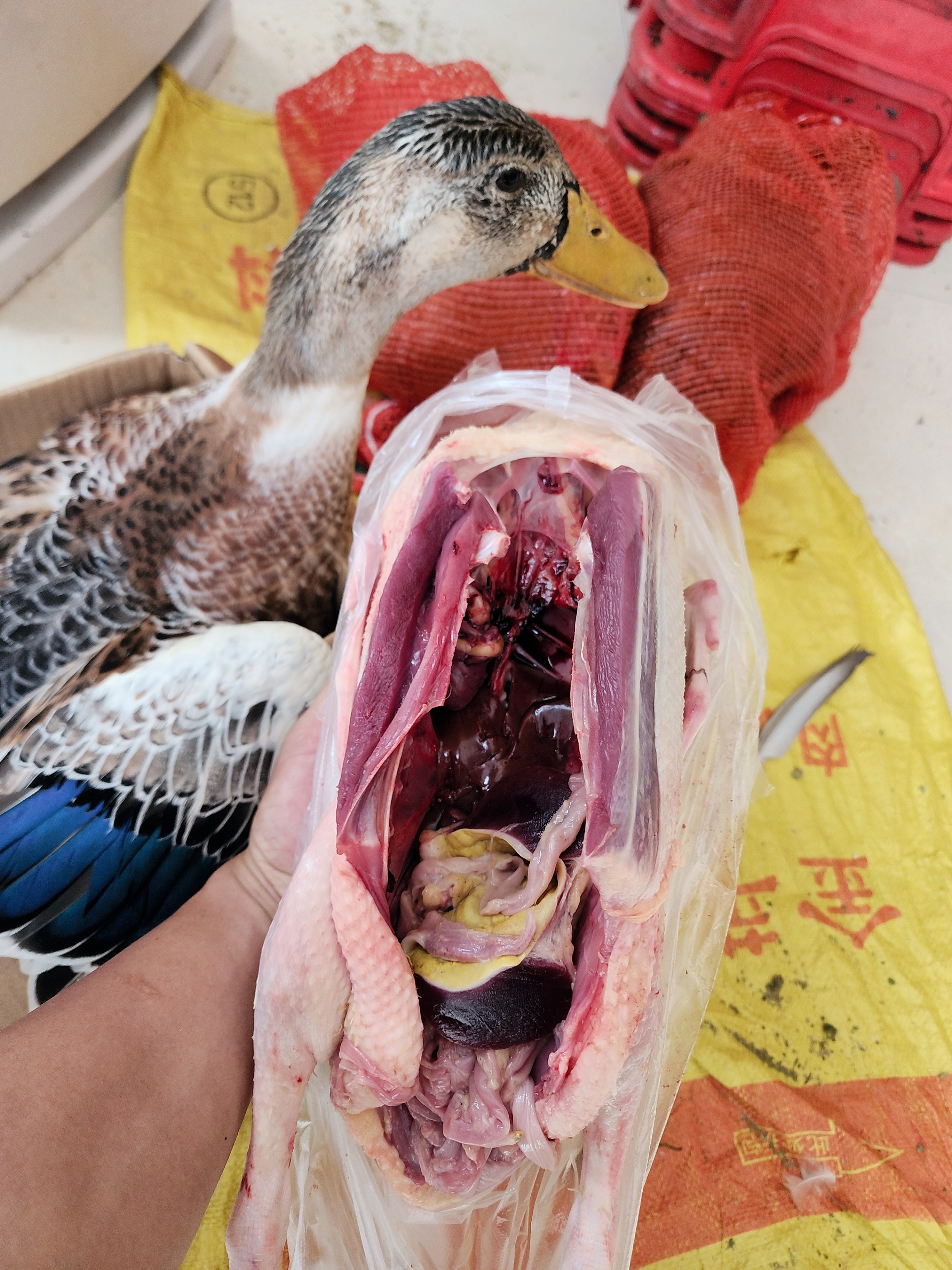 6个月以上的稻谷麻鸭 4.5斤左右，净重3斤左右新鲜土鸭肉 活鸭现杀