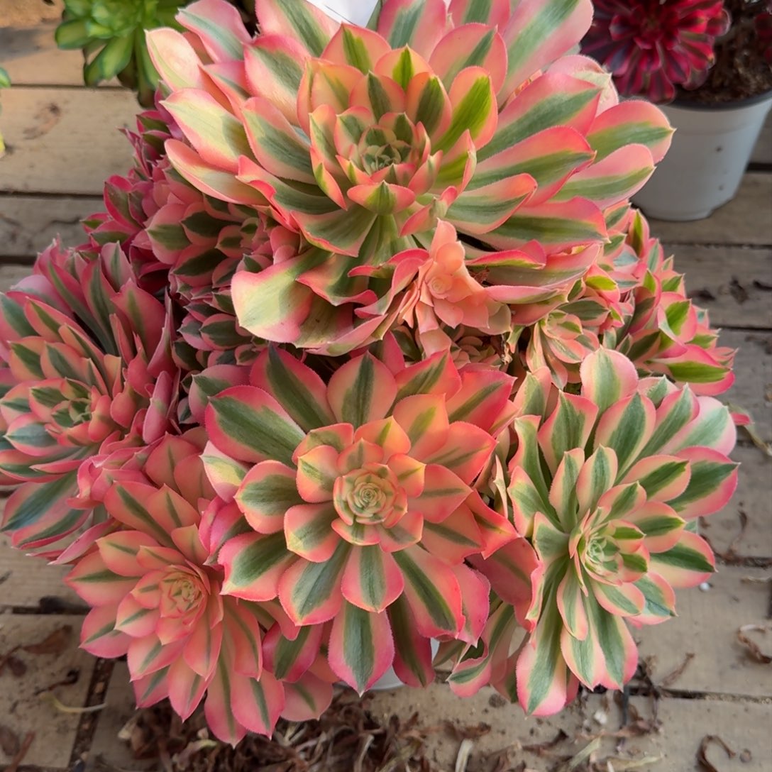 【闪购商品】053多肉