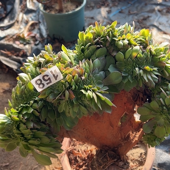 风***舟多肉植物一个有伤158