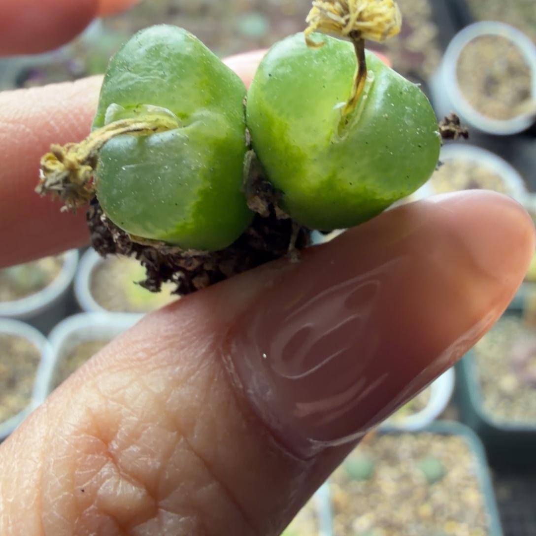 雪茄母本一颗福利双头