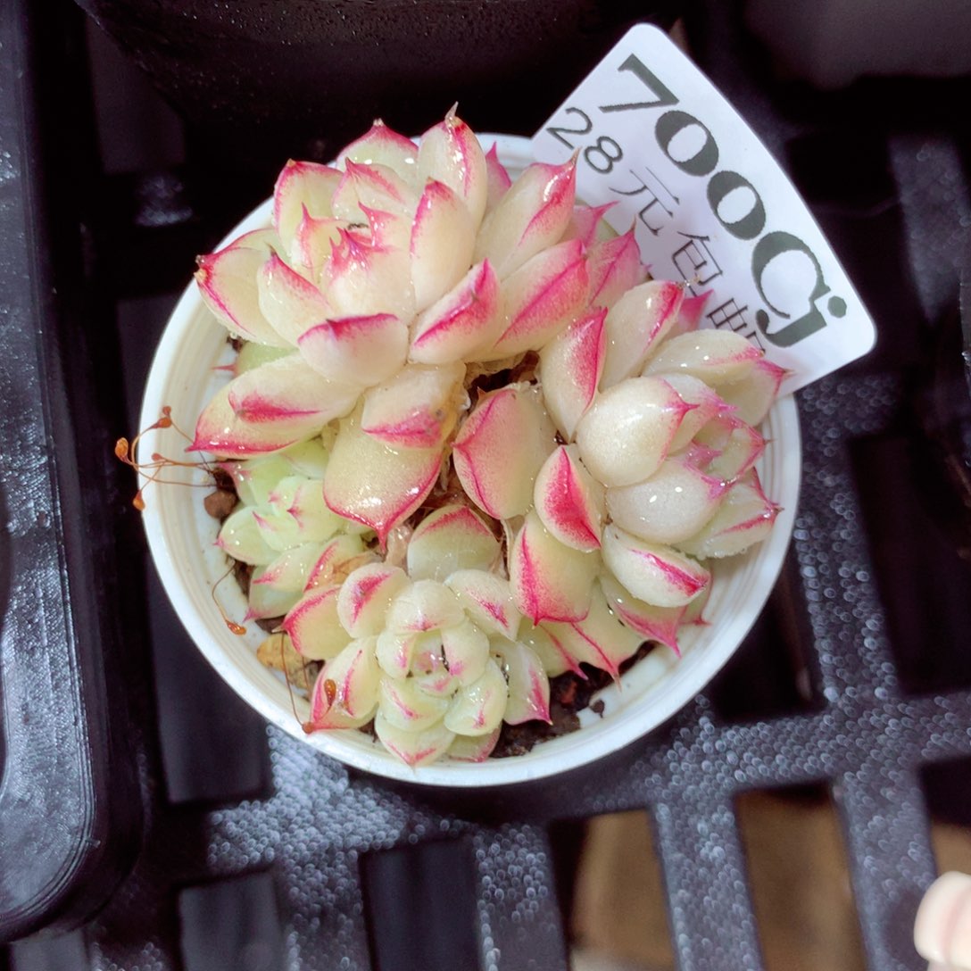 5厘米盆精控多肉700