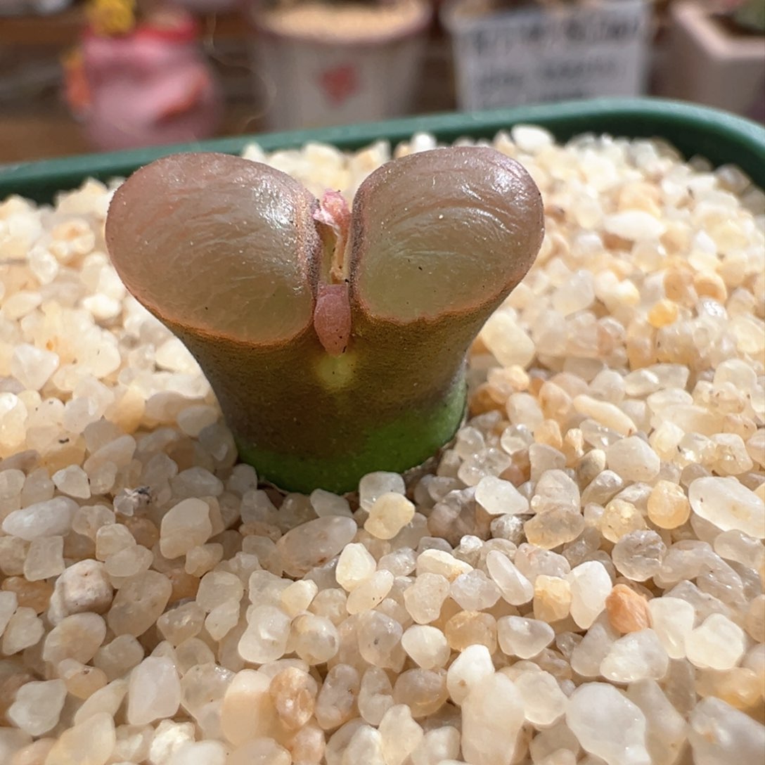 584。1804.2桃烟风铃 