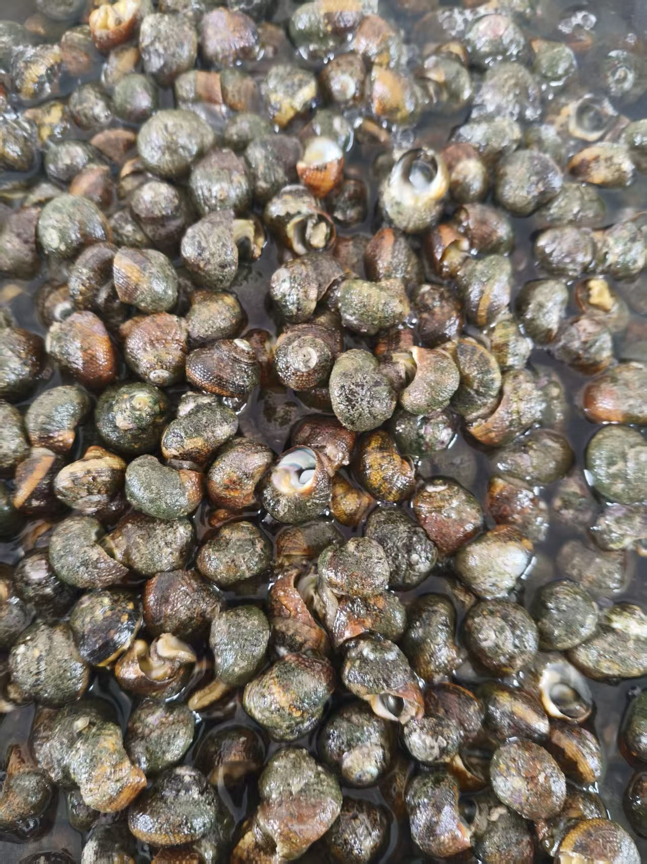 田横岛手检野生大鸡眼螺