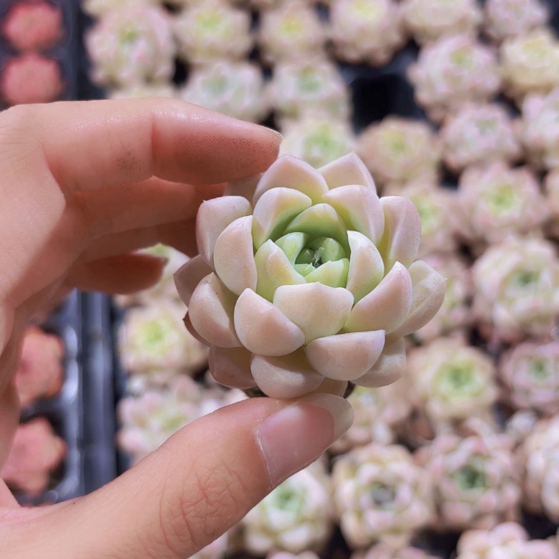 小穴苗粉水晶多肉植物