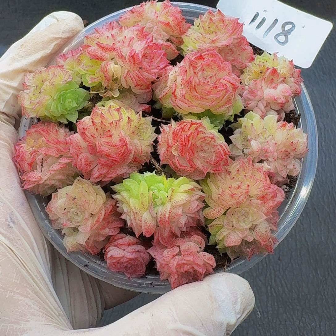 多肉植物多肉植物1118