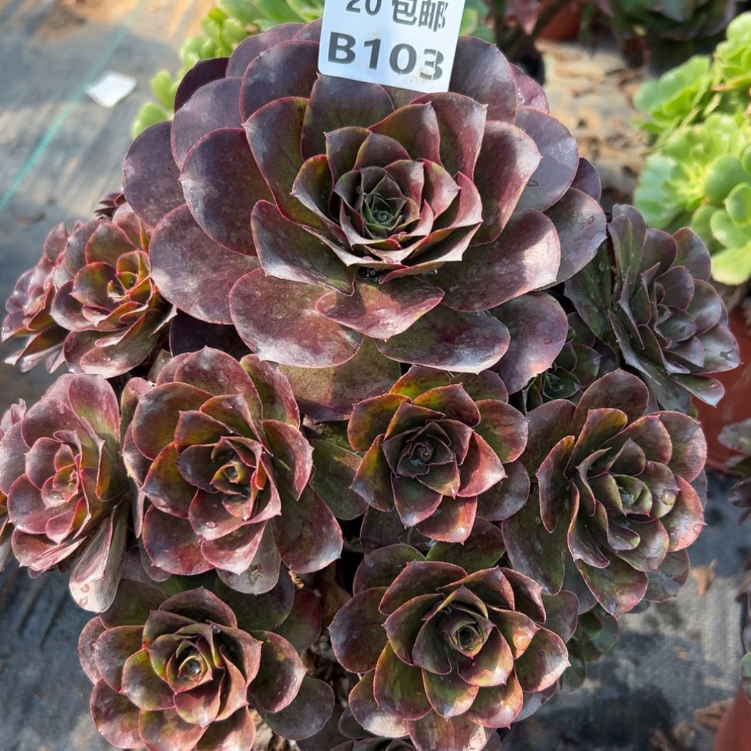 103魅金，多肉法师