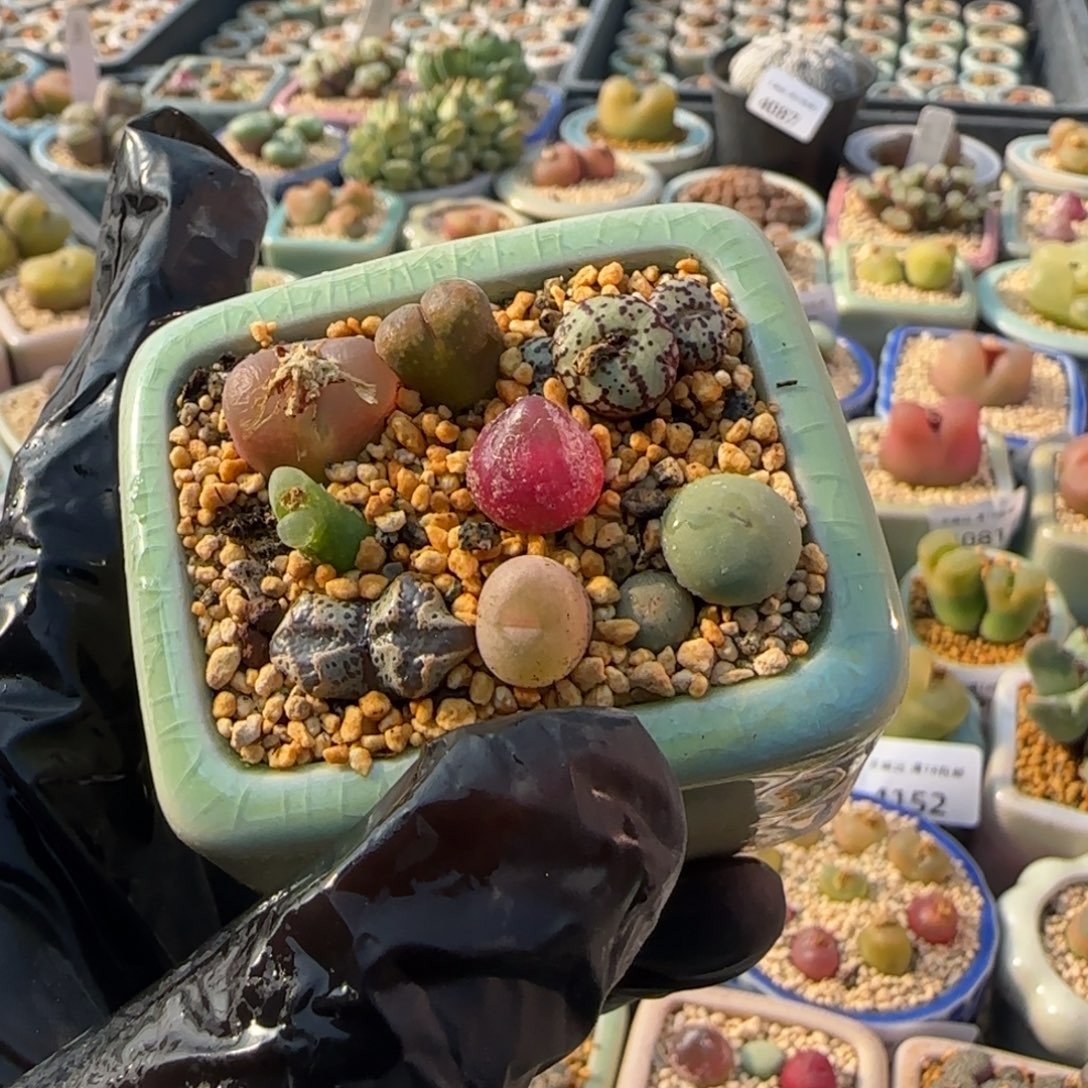 4235--一物一拍 带盆