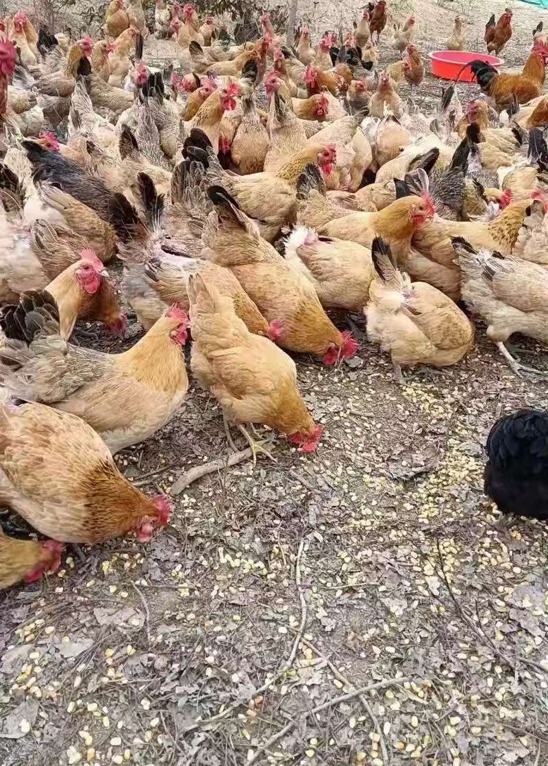 【小张助农】3年多农家散养老母鸡煲汤鲜