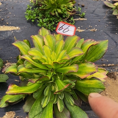 雅典娜彩虹捧花66