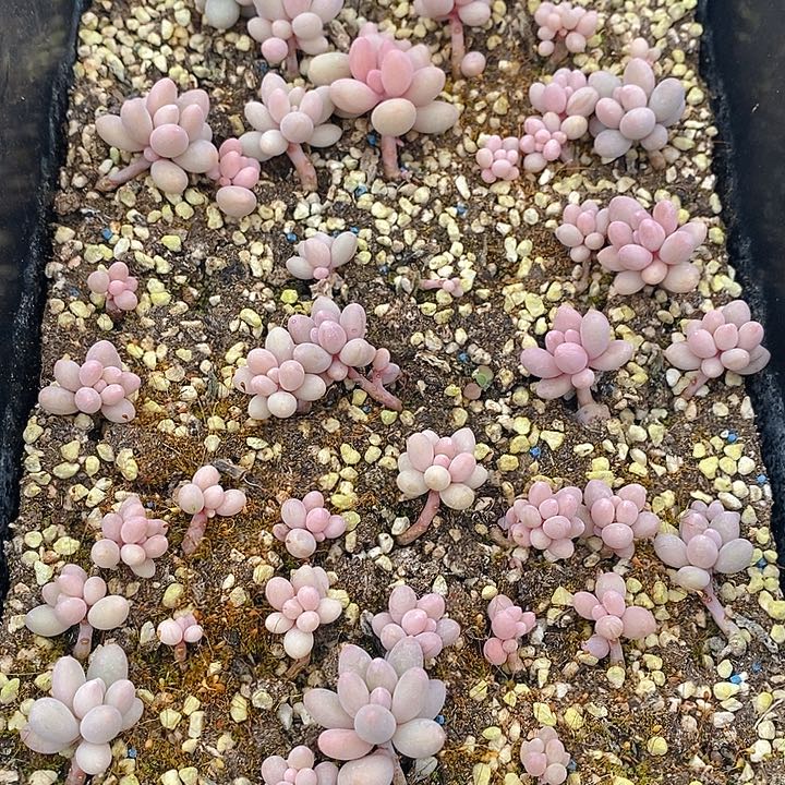 167 多肉植物盆栽花卉植物