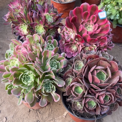 508多肉植物组合