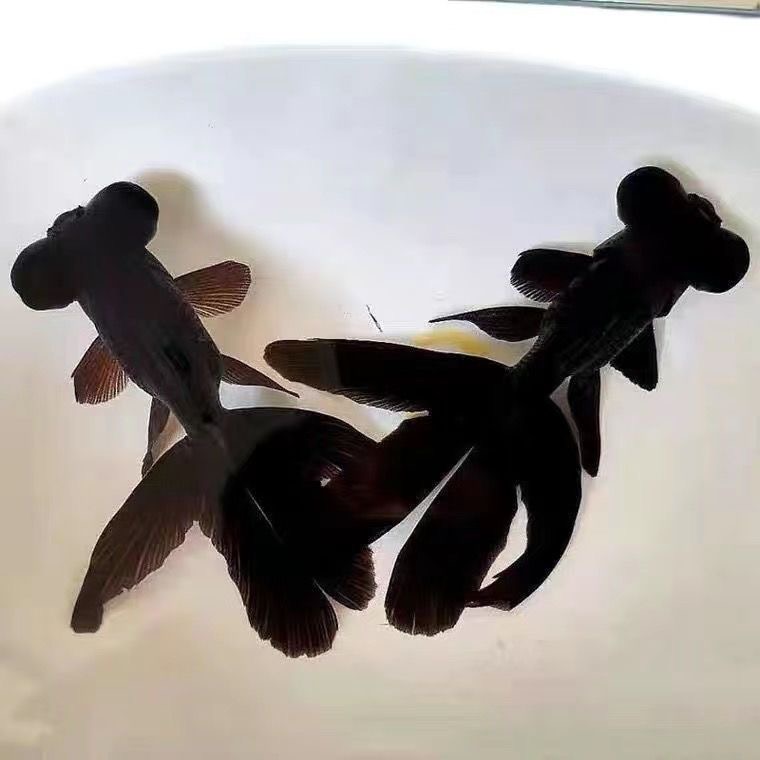 《小凯家龙晶》冷水鱼金鱼耐活好养缸混养招财观赏鱼