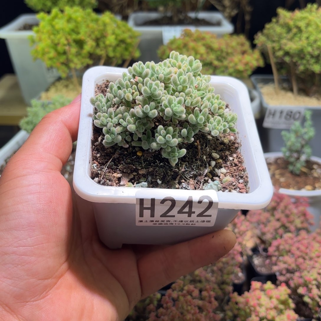 枝干番杏冰晶随单福利H242