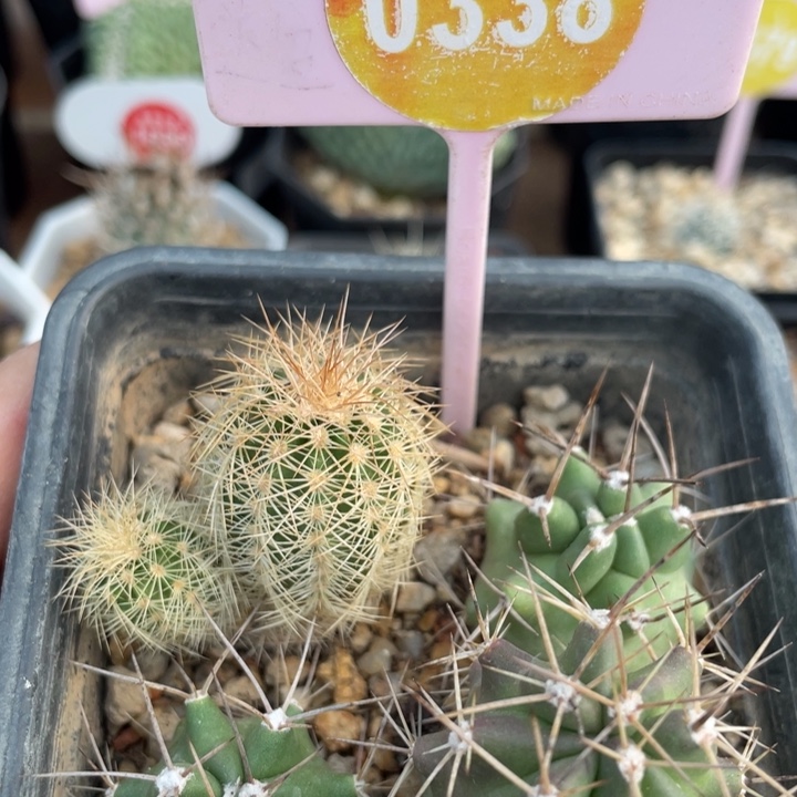 葉***梓实生虾033800000000