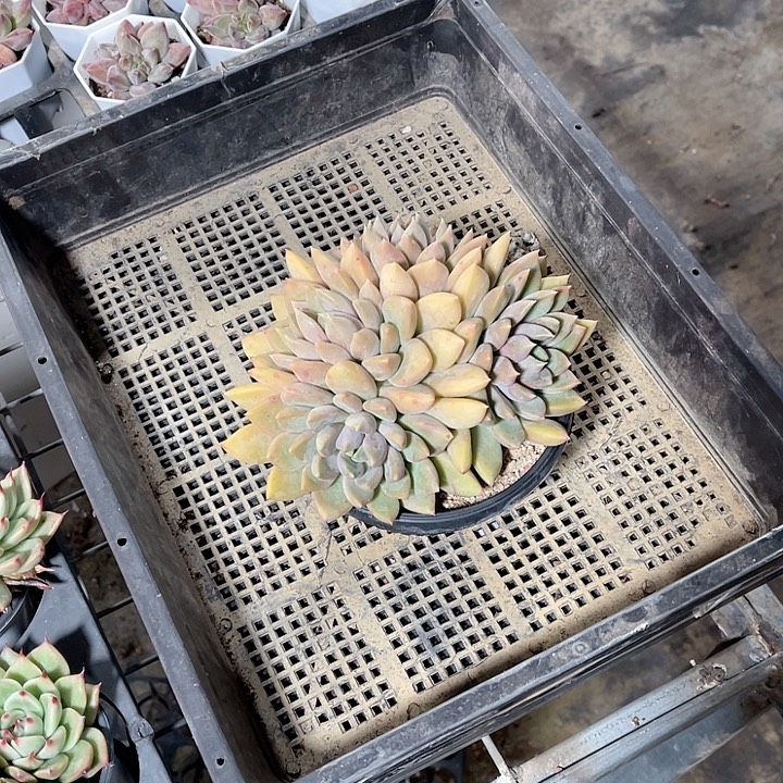 包***头大红象牙精品多肉