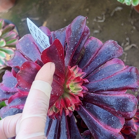 1883金丝雀多肉植物法师