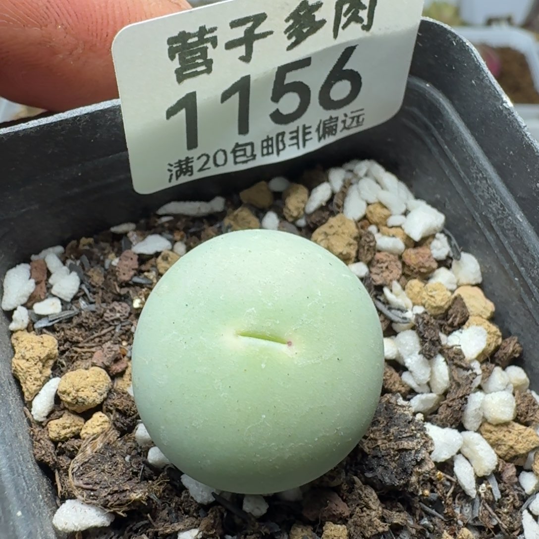 鸽子蛋2.2带盆土。           