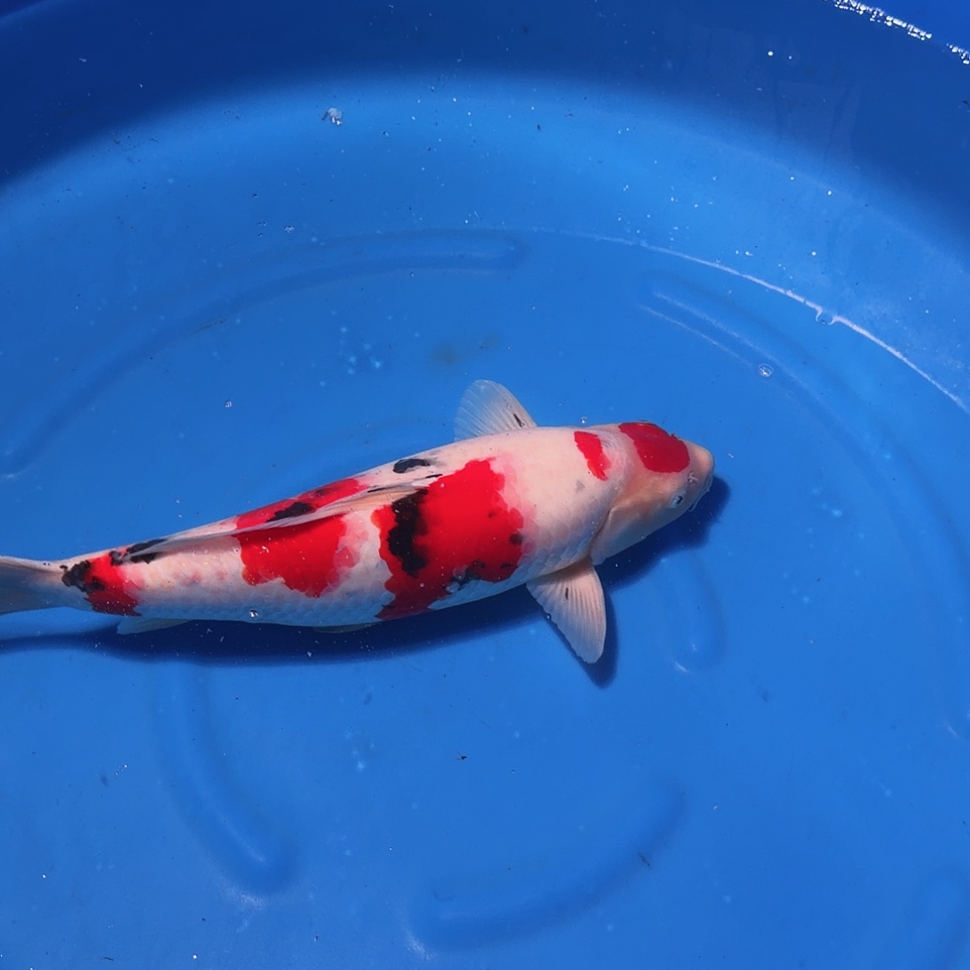 锦鲤大正专拍链接