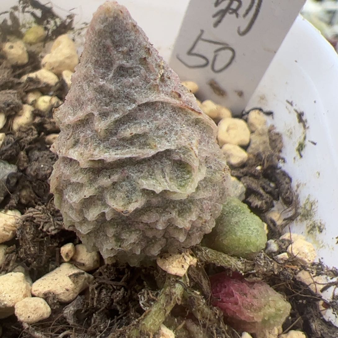 倒刺融化纹冰激凌大苗多肉植物水泡