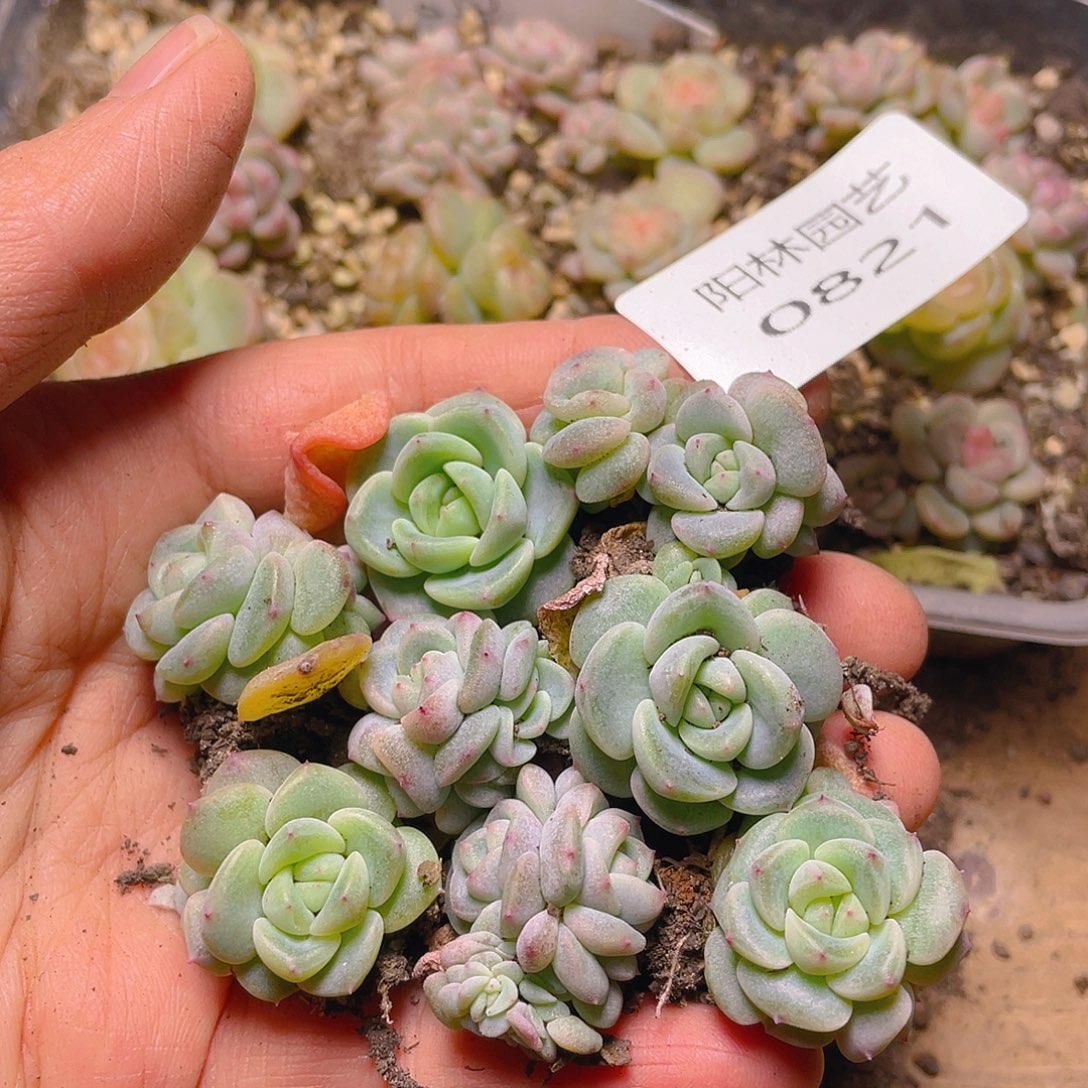 多肉植物多肉植物821