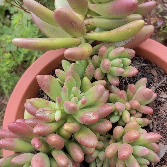 多肉植物。。。。。。。。。。美人杂交