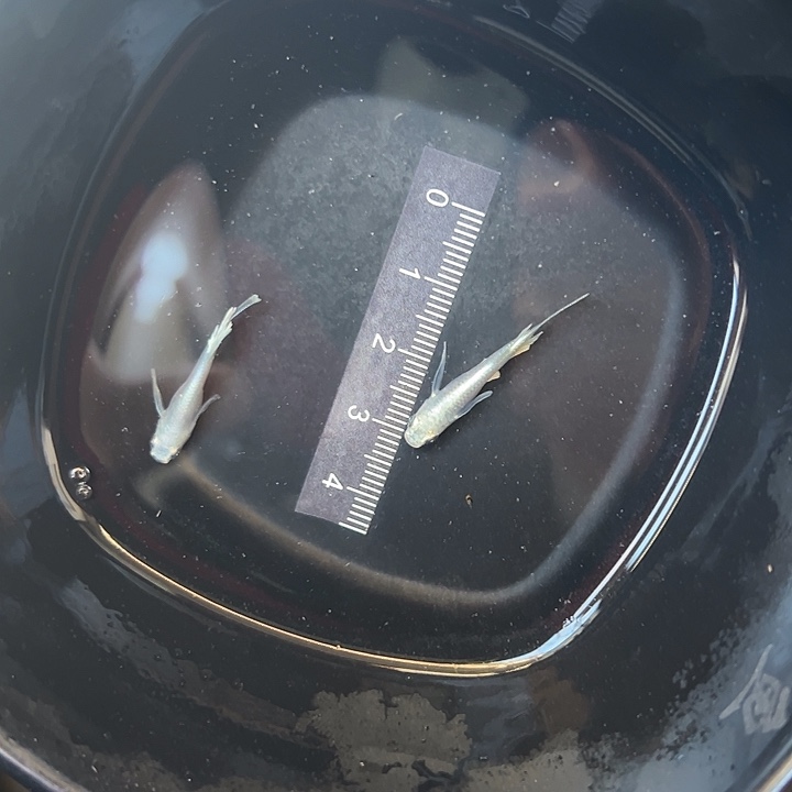 Μ***ι青鳉鱼长鳍天使一对