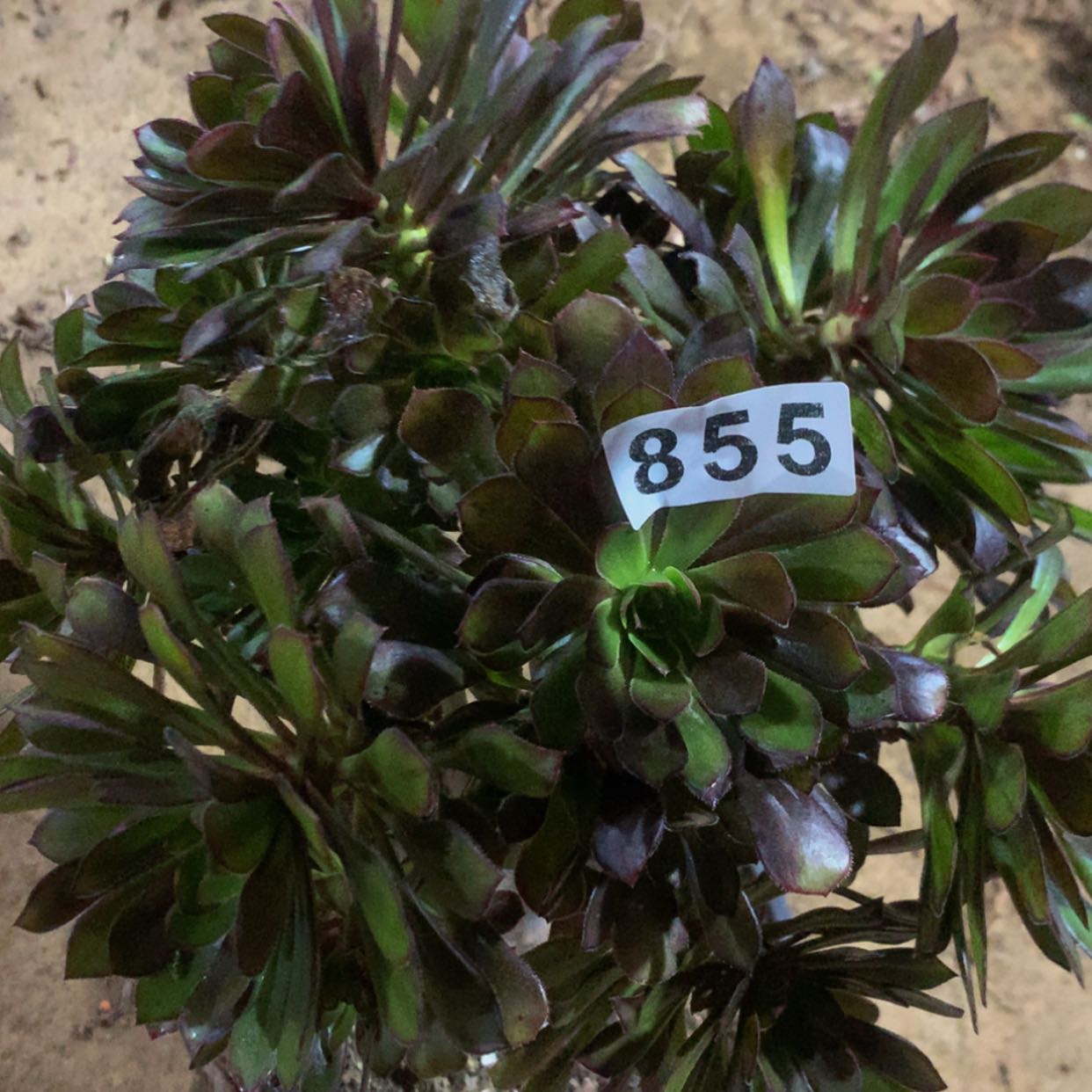 【闪购商品】855黑法师多肉