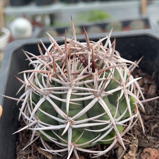 不***语当前无花栽培后可以开花实生精品碧岩玉