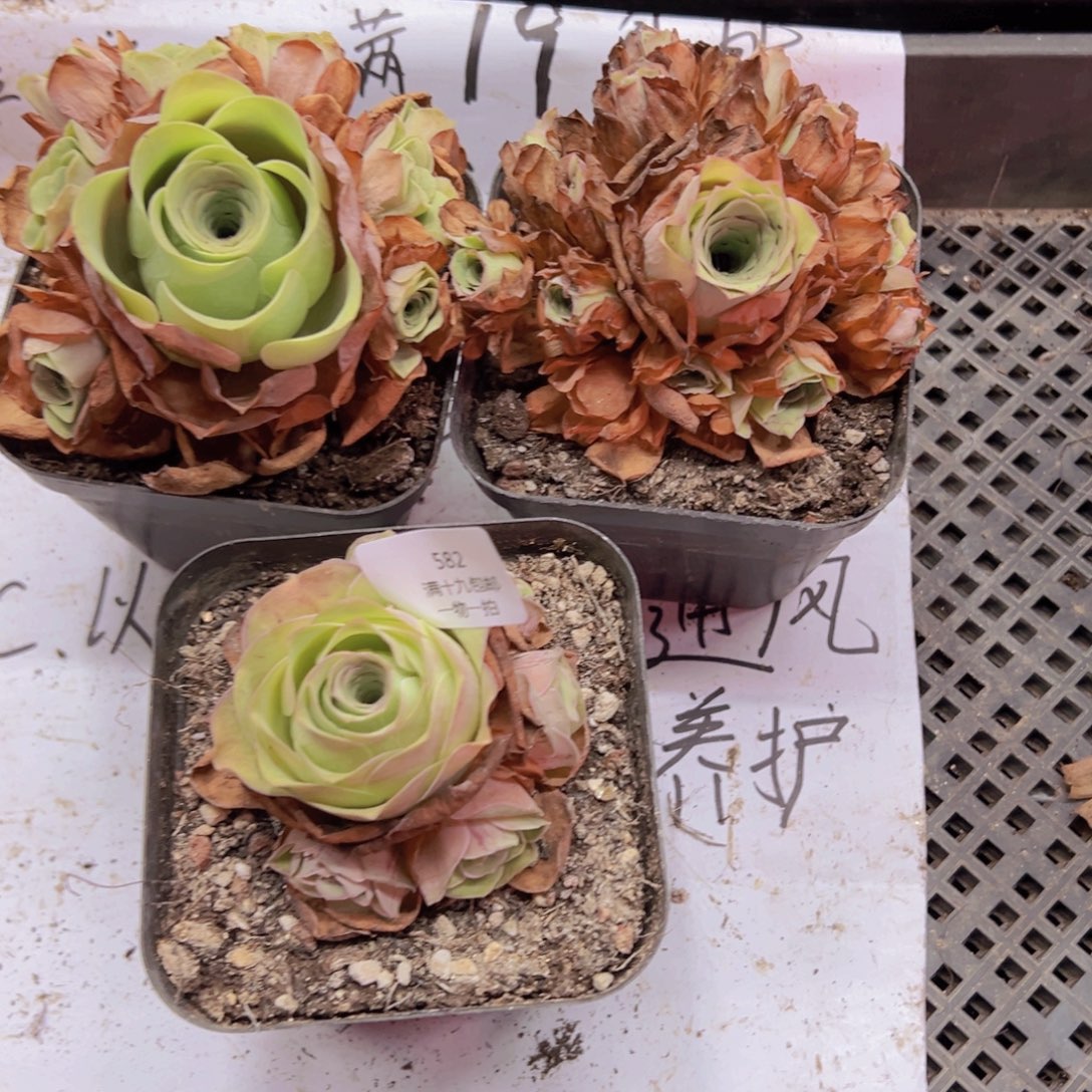 繁***啼582 侧牙掉了不包损无售后