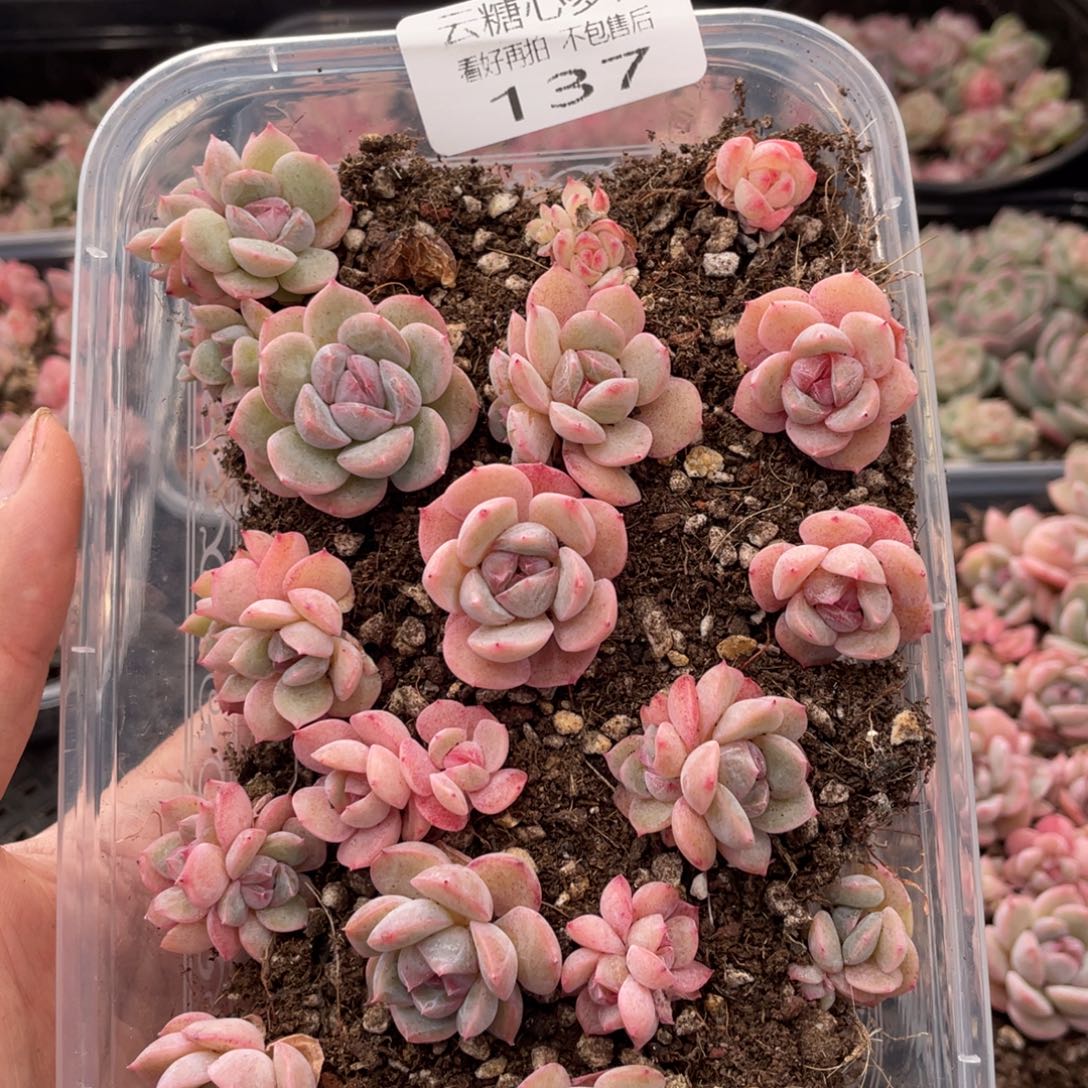 云糖心多肉植物137