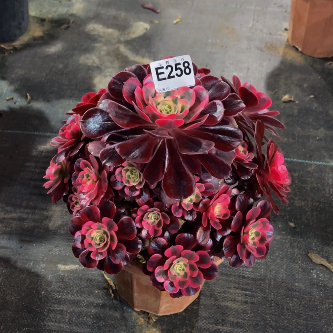 【闪购商品】25800