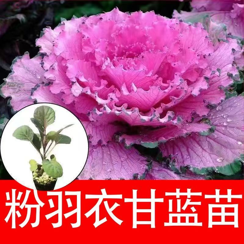 粉羽衣甘蓝苗秧带土发货紫绿白粉羽甘蓝种子食用观赏耐寒盆栽花卉