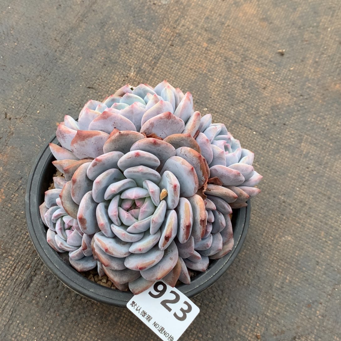  923号新疆西藏内蒙古不包邮的