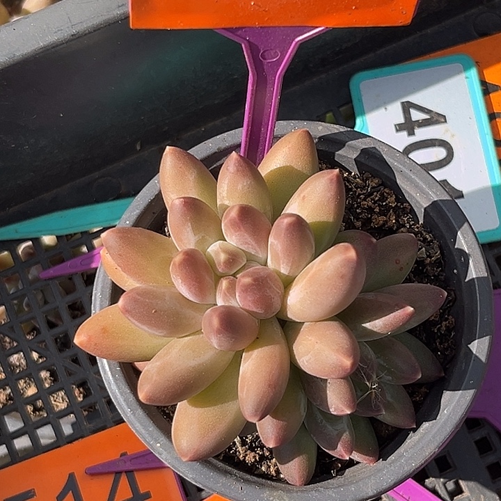 白体伊卡鲁斯一物一拍312，