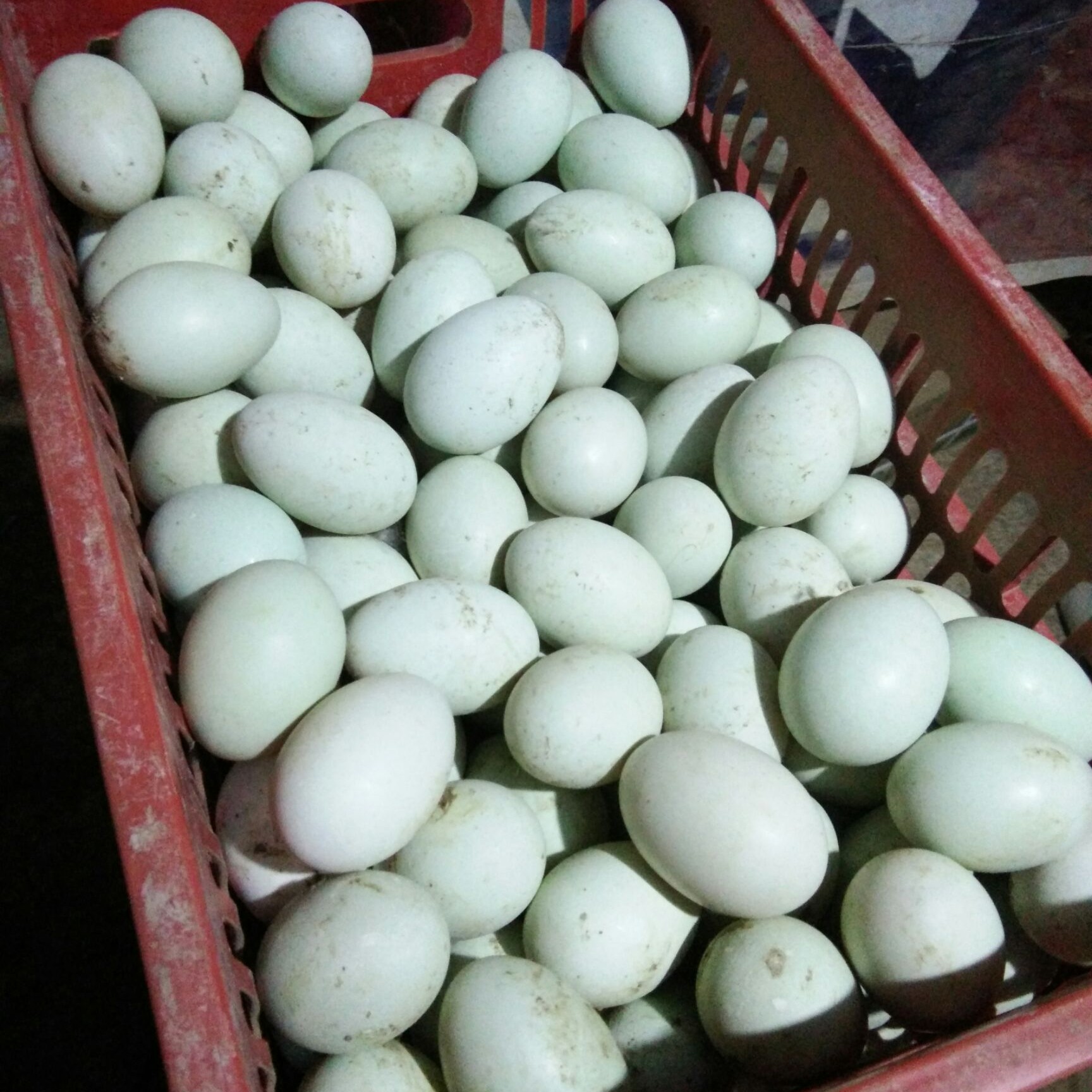 农村散养河套笨鸭蛋30枚包邮