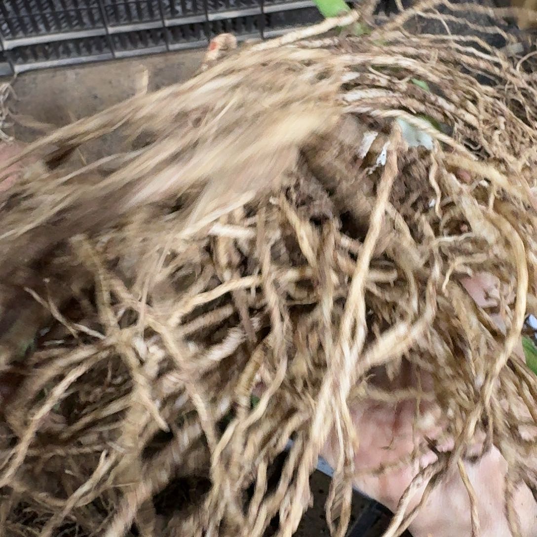 浪漫嫁衣双胞胎6+6