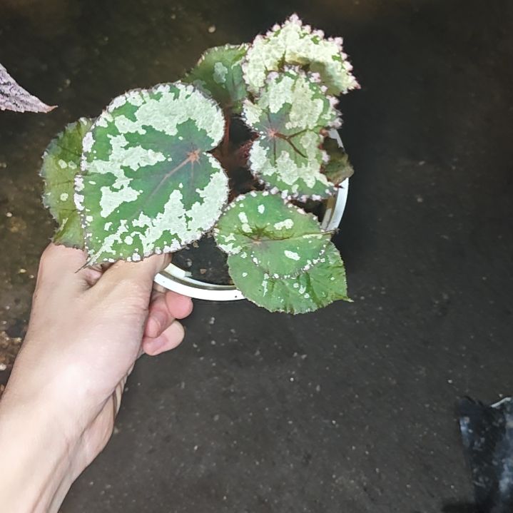 不知道什么名字的秋海棠一物一拍