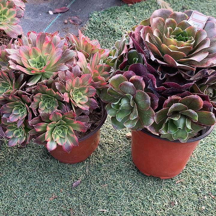 151两颗多肉植物