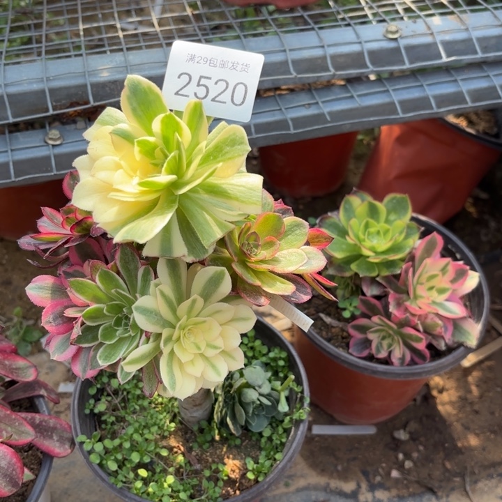 七彩树多肉法师2520