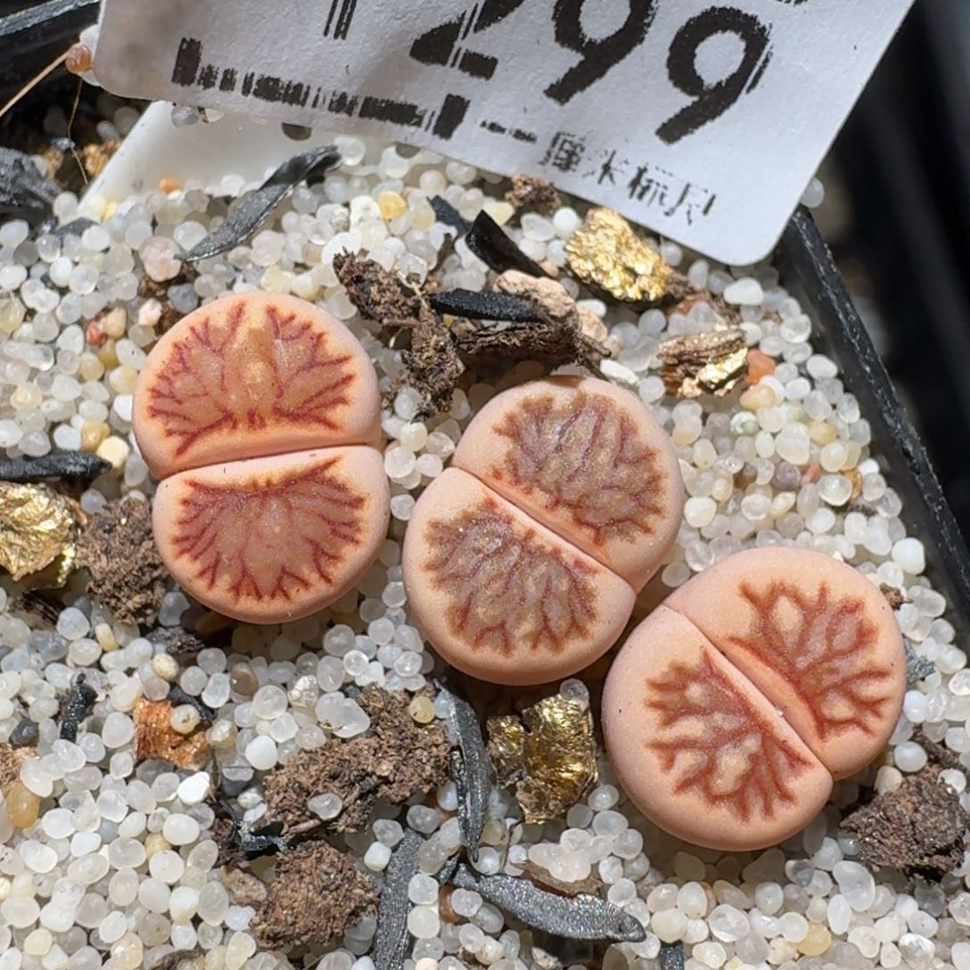 zzz精品也福利1299