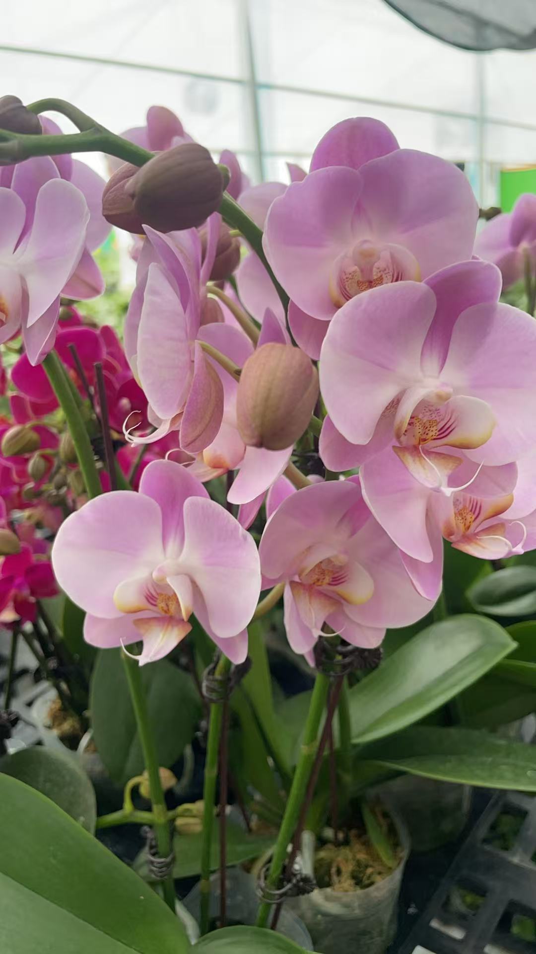 【芳美女朋友】～蝴蝶兰网红金色好养活趣味花剑花苞客厅客内观赏