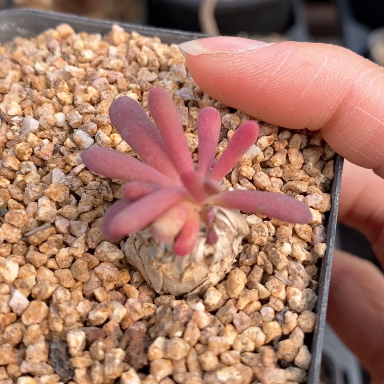 【闪购商品】何丽厚墩菊