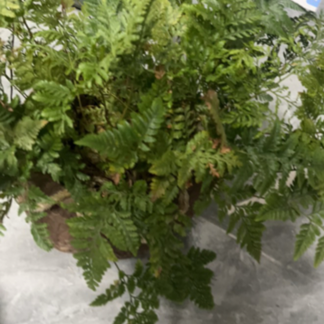 盆栽直播间直播拍品专用盆栽