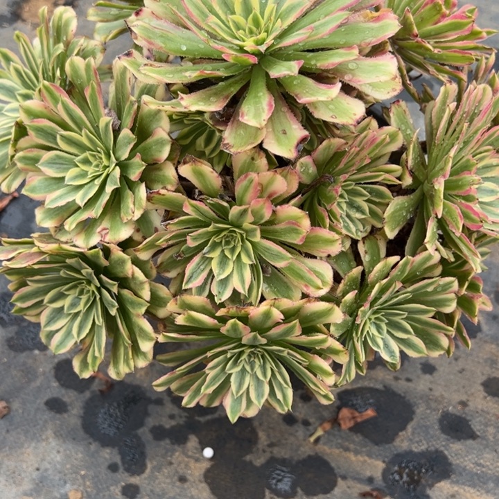 2.2-15黛玉多肉植物