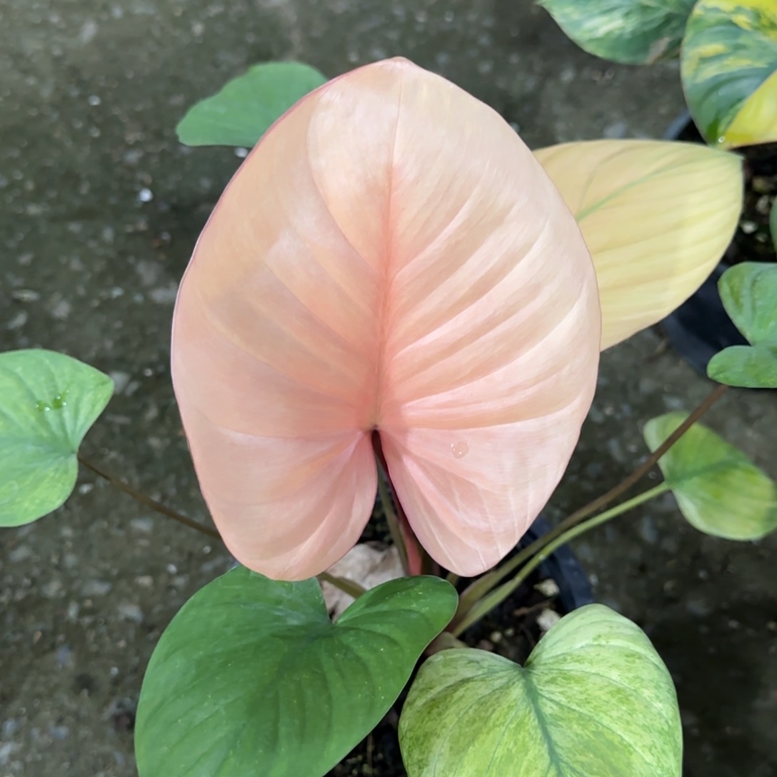 R112-1214团扇薄荷锦千年健