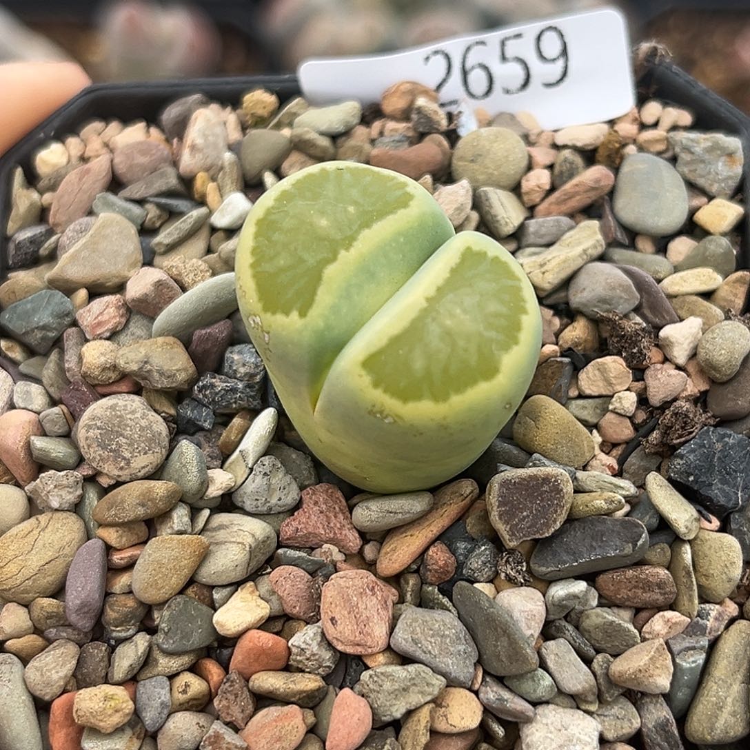 一物一拍绿菊2659