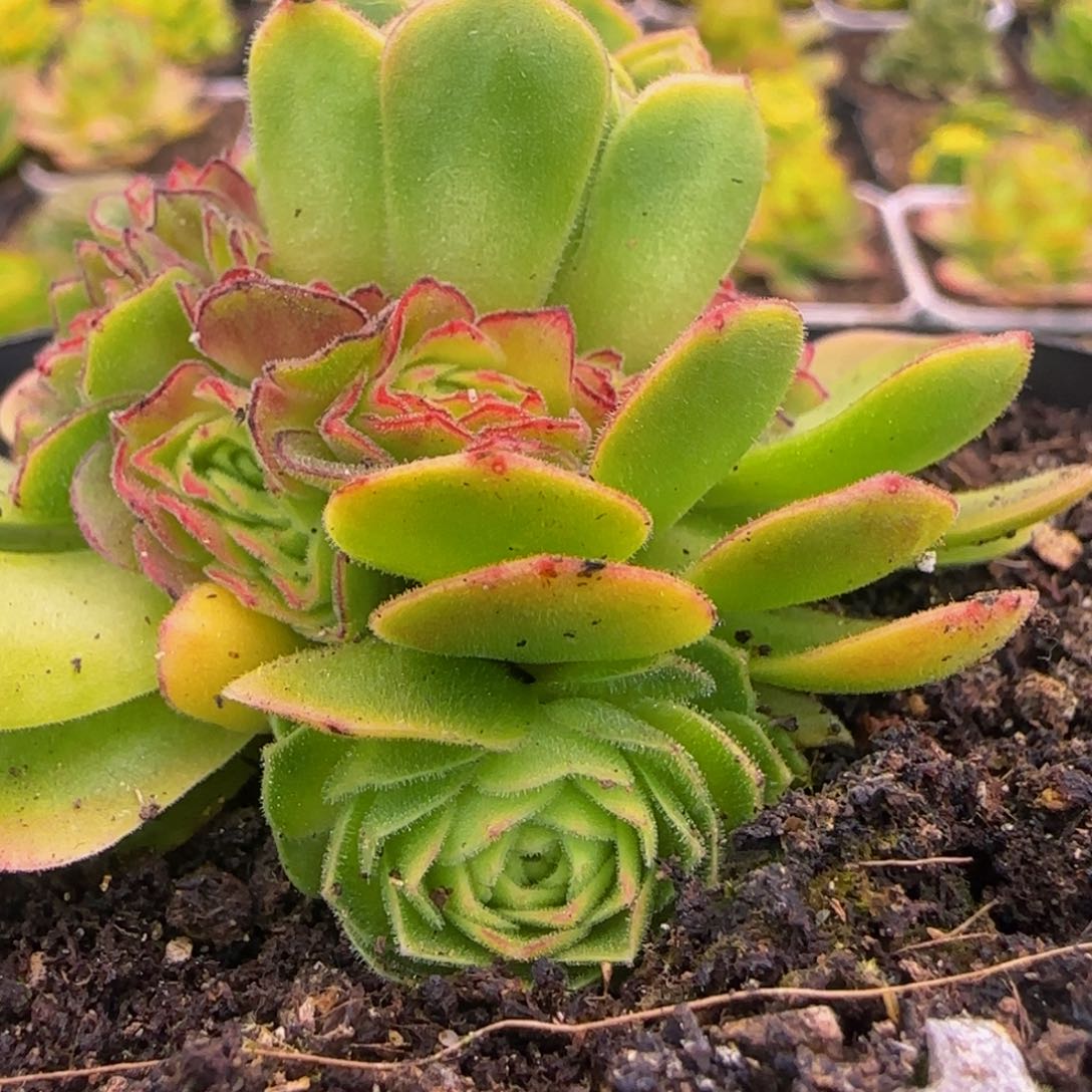 伊人侧芽13344343435353553733